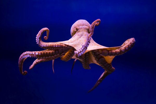 Kraken tor marketplace